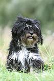 TERRIER DU TIBET 310